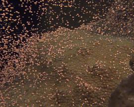 國家地理：大白鯊的長途冒險旅程